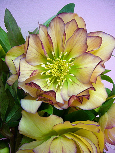 ヤエクリスマスローズ